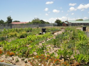 Bothasig Gardens: corn, chard, onions, celery, etc....