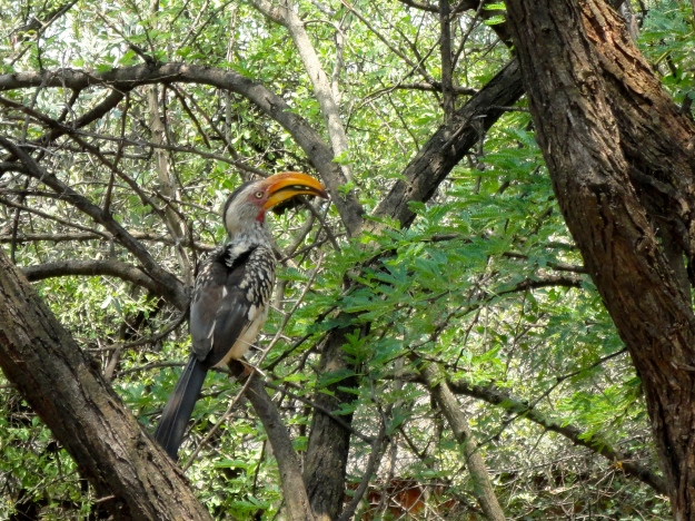 Yellow billed Hornbill outside our cabin