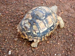 Leopard Tortoise, one of the "little 5"