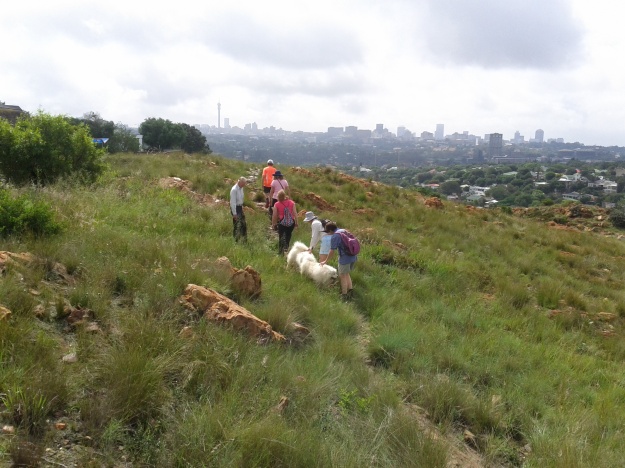 Walking in the Koppies. Many dogs, great views of Joburg.