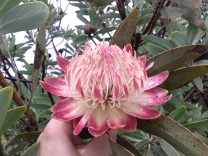 The protea, S.A.'s national flower