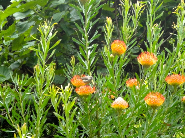 Protea bush and Sugarbird